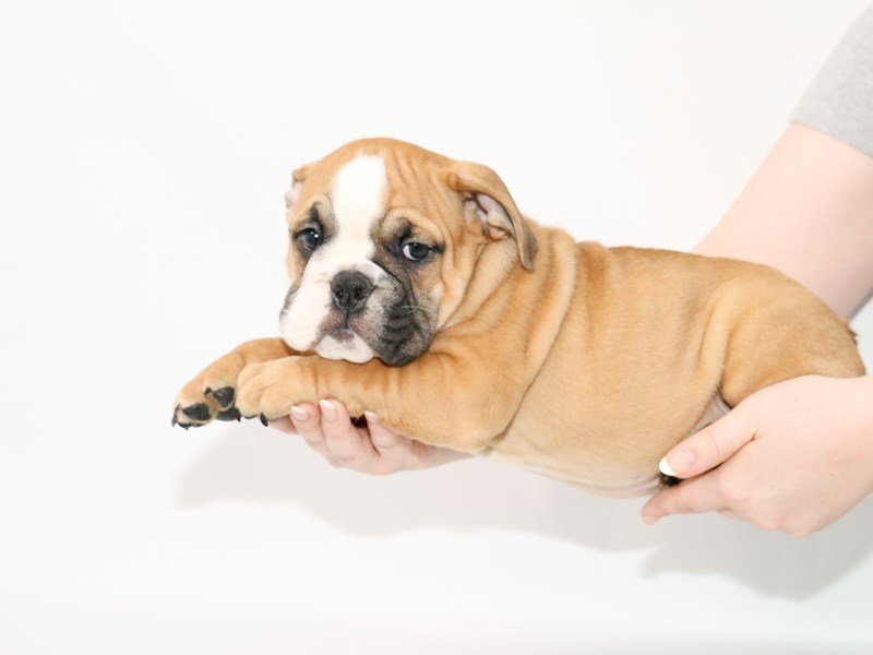 English Bulldog-Male-Red and White-3100475-My Next Puppy