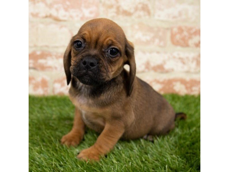 Puggle-DOG-Female-Black / Tan-3111095-My Next Puppy