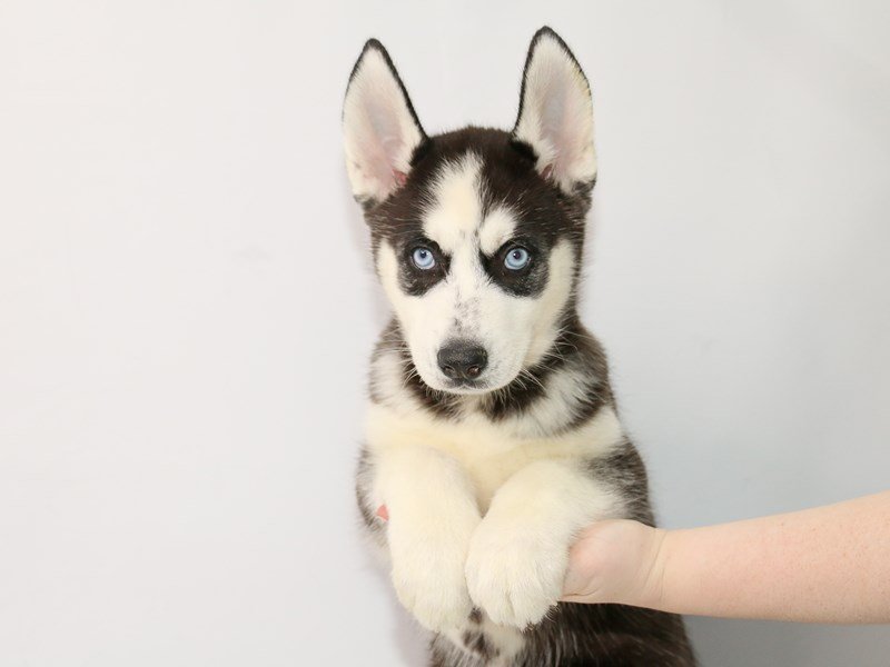 Siberian Husky-DOG-Male-Black / White-3035349-My Next Puppy