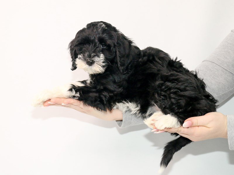 Goldendoodle 2nd Gen-Female-Black-3044967-My Next Puppy