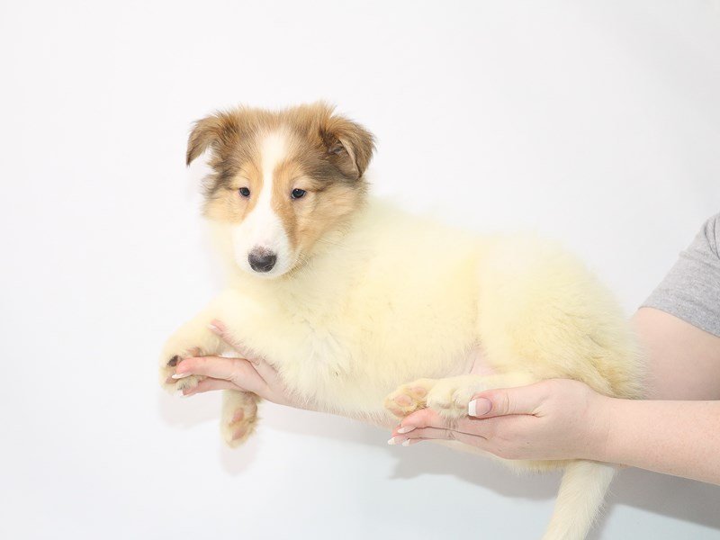 Collie-Female-Sable / White-3077558-My Next Puppy