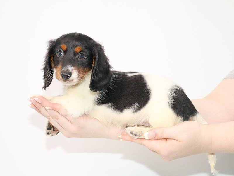 Miniature Dachshund-DOG-Female-Black and Tan-3078340-My Next Puppy
