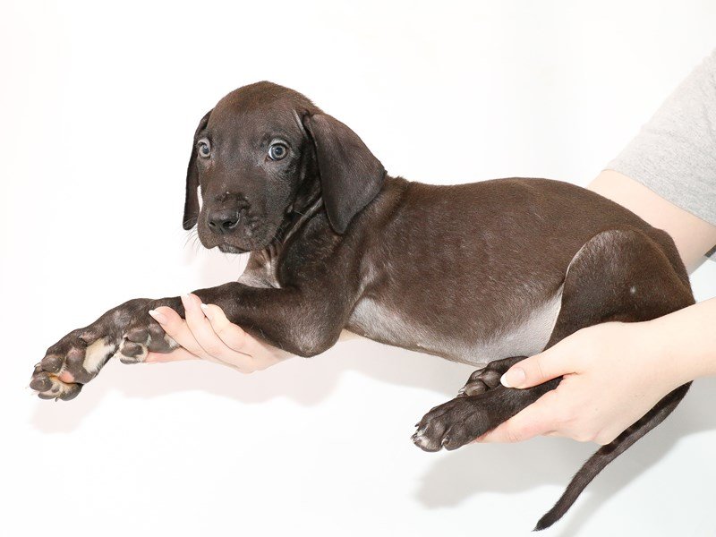 Great Dane-DOG-Male-Black-3089271-My Next Puppy