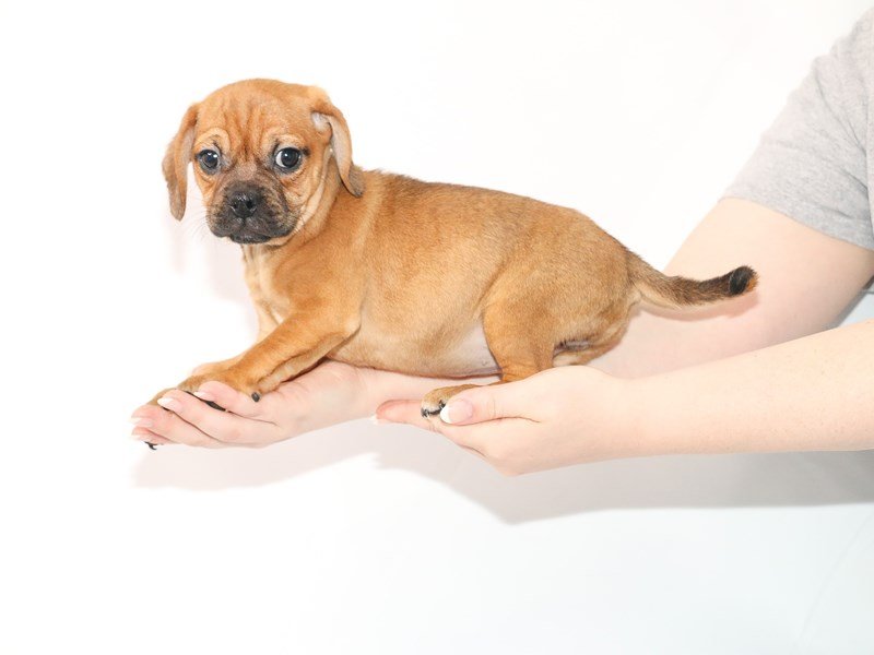 Puggle-DOG-Female-Fawn-3089474-My Next Puppy