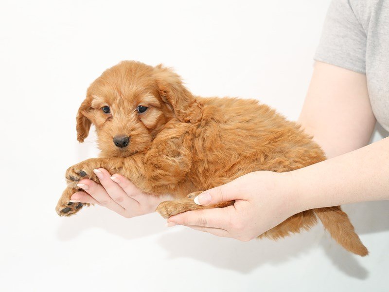 Goldendoodle Mini-Male-Red-3100299-My Next Puppy