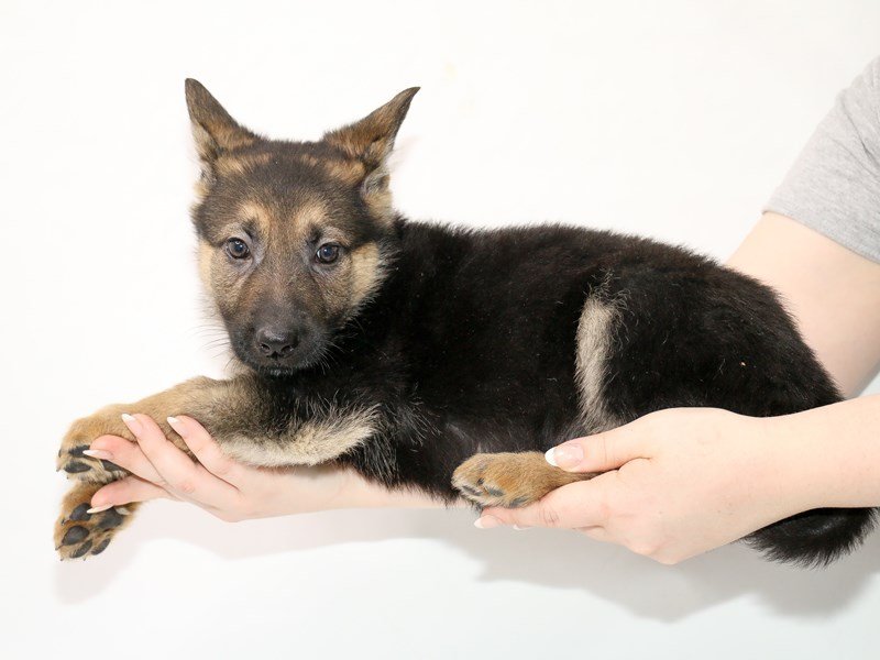 German Shepherd Dog-Female-Black / Tan-3100306-My Next Puppy