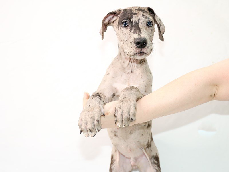 Great Dane-DOG-Male-Merle-3100485-My Next Puppy