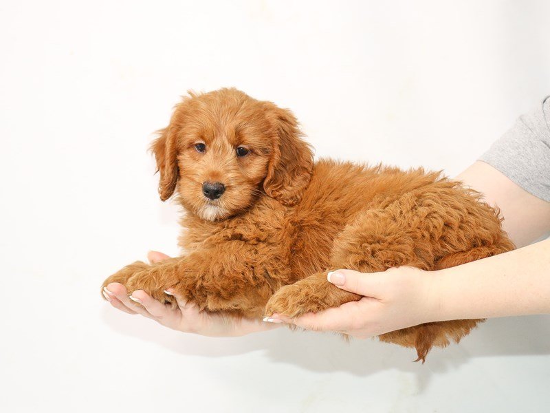 Goldendoodle Mini-Female-Red-3111061-My Next Puppy
