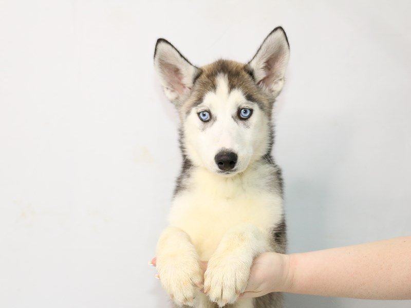 Siberian Husky-DOG-Female-Gray / White-3111065-My Next Puppy