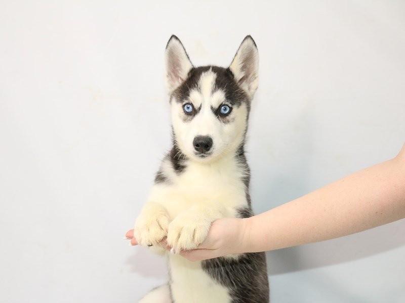Siberian Husky-DOG-Female-Black / White-3111066-My Next Puppy