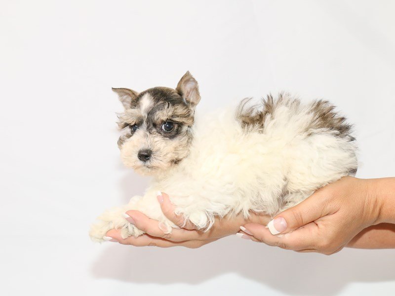 Miniature Schnauzer-DOG-Female-Liver Pepper-3132365-My Next Puppy