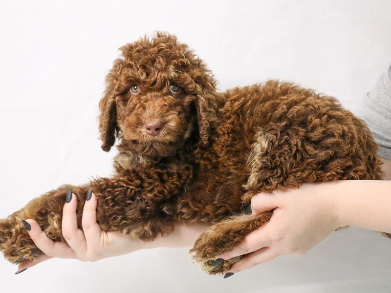 Poodle/Goldendoodle-DOG-Female-Chocolate / Tan-3143672-My Next Puppy