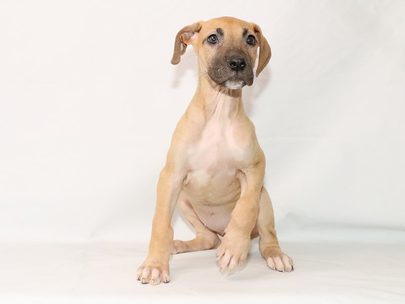 Great Dane-Female-Fawn-3132560-My Next Puppy