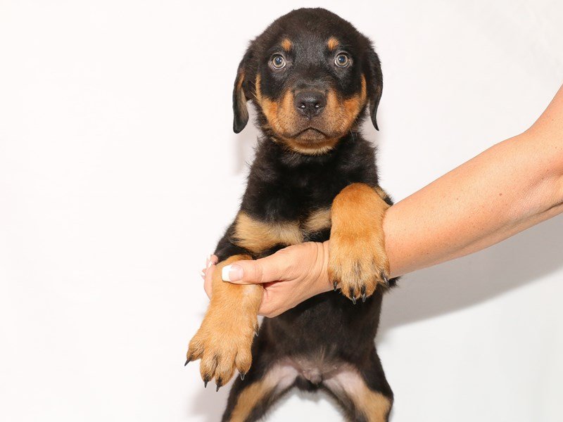 Rottweiler-DOG-Male-Black and Mahogany-3132703-My Next Puppy