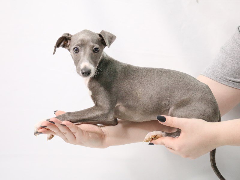 Italian Greyhound-Female-Blue-3143668-My Next Puppy