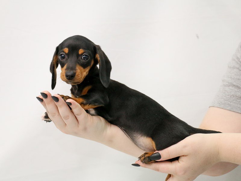 Miniature Dachshund-DOG-Female-Black / Tan-3153116-My Next Puppy