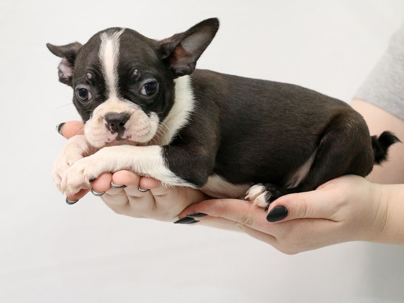 Boston Terrier-DOG-Male-Black and White-3153427-My Next Puppy