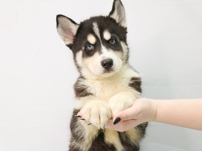 Siberian Husky-DOG-Male-Black / White-3154656-My Next Puppy