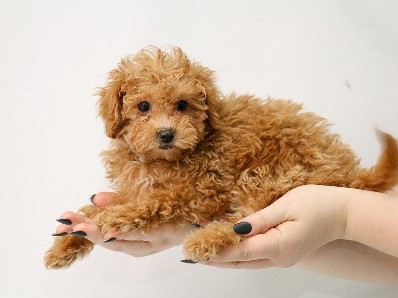 Cavapoo-DOG-Female-Red-3154894-My Next Puppy