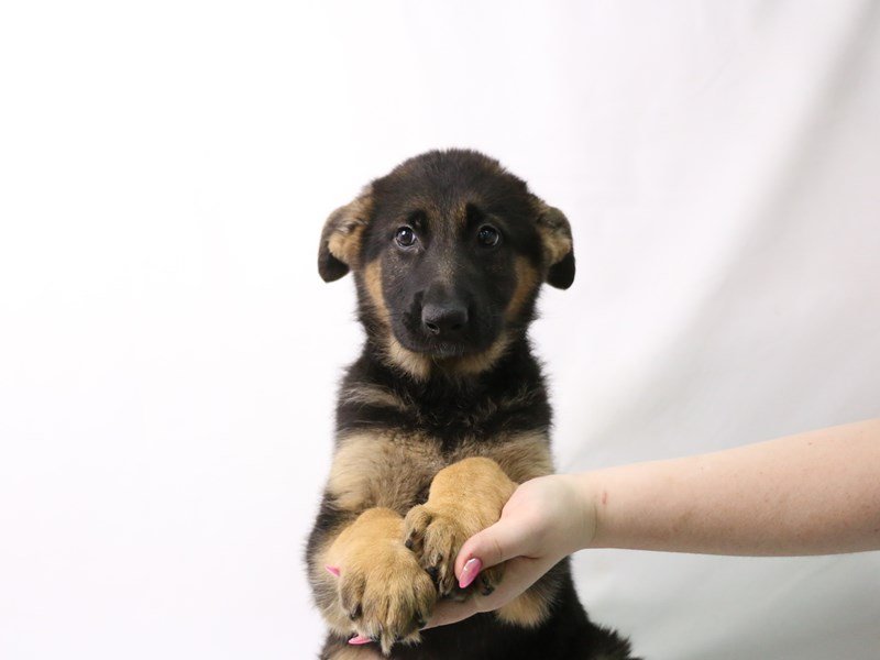 German Shepherd-DOG-Female-Black / Tan-3162397-My Next Puppy