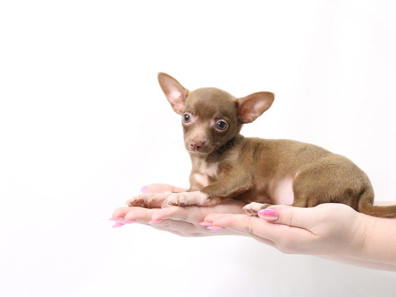 Chihuahua-DOG-Female-Chocolate-3174081-My Next Puppy