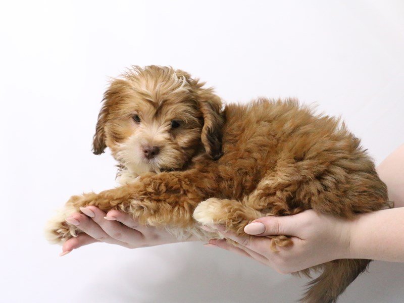 Teddy Bear-DOG-Female-Red-3182170-My Next Puppy