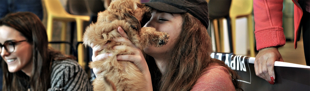 Pet Financing Options - Visit My Next Puppy - Chantilly, VA