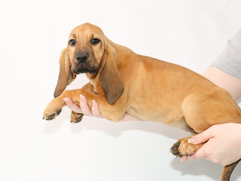 Bloodhound-Female-Red-3122040-My Next Puppy