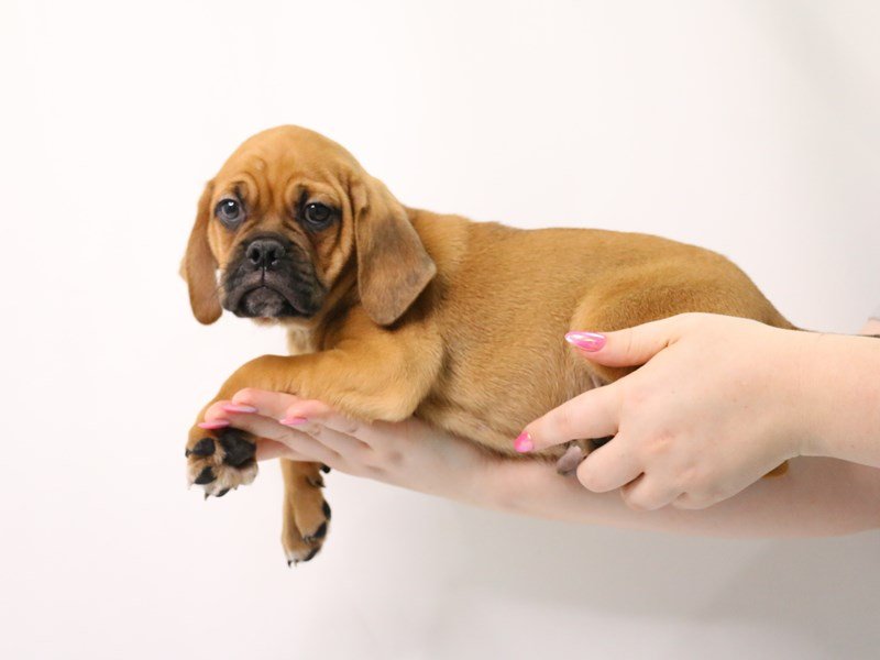 Puggle-Male-Fawn-3162785-My Next Puppy