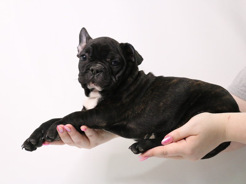 French Bulldog-DOG-Male-Brindle-3162396-My Next Puppy