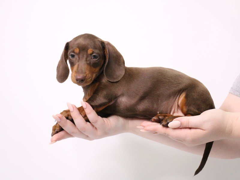 Miniature Dachshund-DOG-Female-Chocolate / Tan-3182213-My Next Puppy