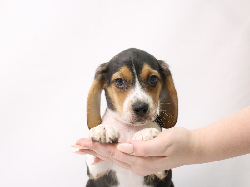 Beagle-DOG-Male-Black White / Tan-3190013-My Next Puppy