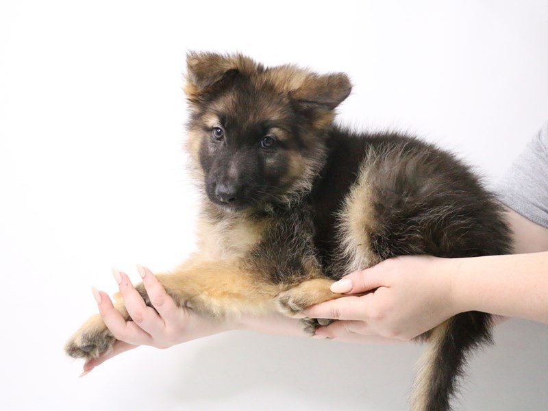 German Shepherd-DOG-Male-Black / Tan-3190033-My Next Puppy