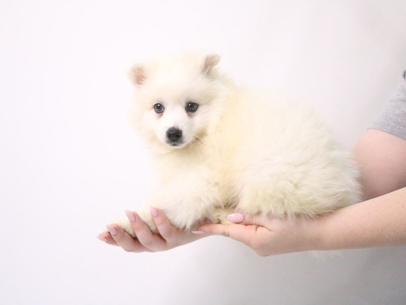 American Eskimo Dog-Male-White-3199390-My Next Puppy