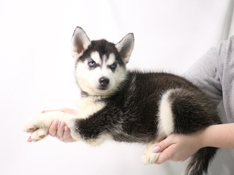 Siberian Husky-DOG-Male-Black / White-3199396-My Next Puppy