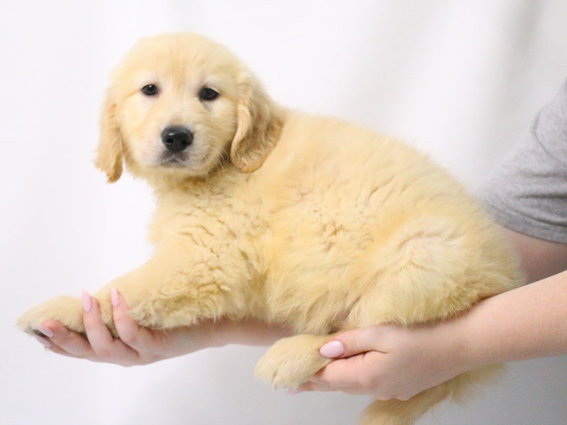 Golden Retriever-DOG-Male-Golden-3199407-My Next Puppy