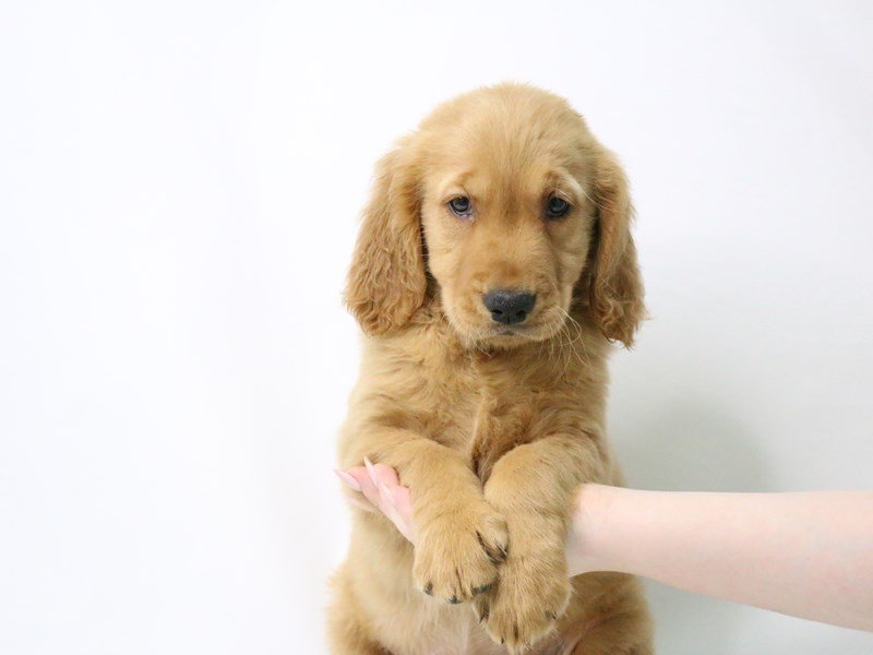 Golden Retriever-DOG-Female-Golden-3209069-My Next Puppy