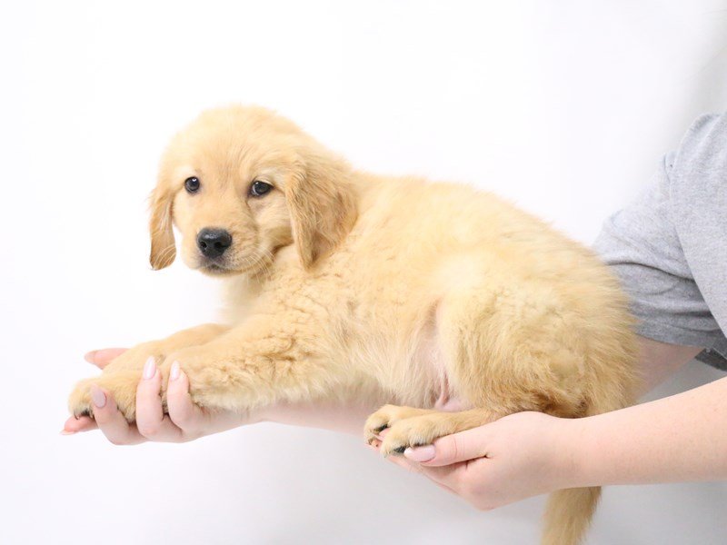 Golden Retriever-DOG-Male-Golden-3209048-My Next Puppy