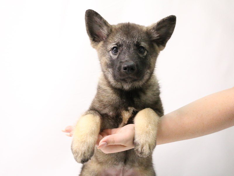 Norwegian Elkhound-Male-Sable-3223342-My Next Puppy