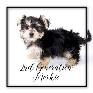 Popular Dog Breeds - My Next Puppy