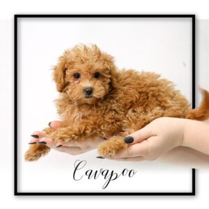 Popular Dog Breeds - My Next Puppy