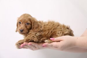 Popular Dog Breeds - My Next Puppy