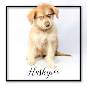 Popular Dog Breeds - My Next Puppy