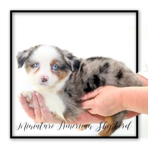 Popular Dog Breeds - My Next Puppy
