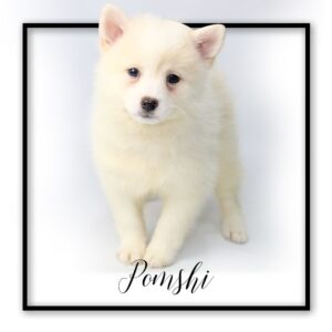 Popular Dog Breeds - My Next Puppy