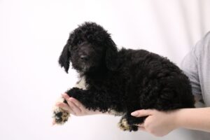 Popular Dog Breeds - My Next Puppy