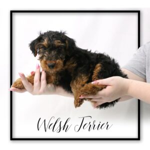 Popular Dog Breeds - My Next Puppy