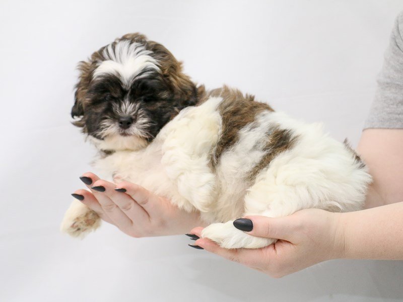 Teddy Bear-DOG-Male-Brown / White-3154658-My Next Puppy