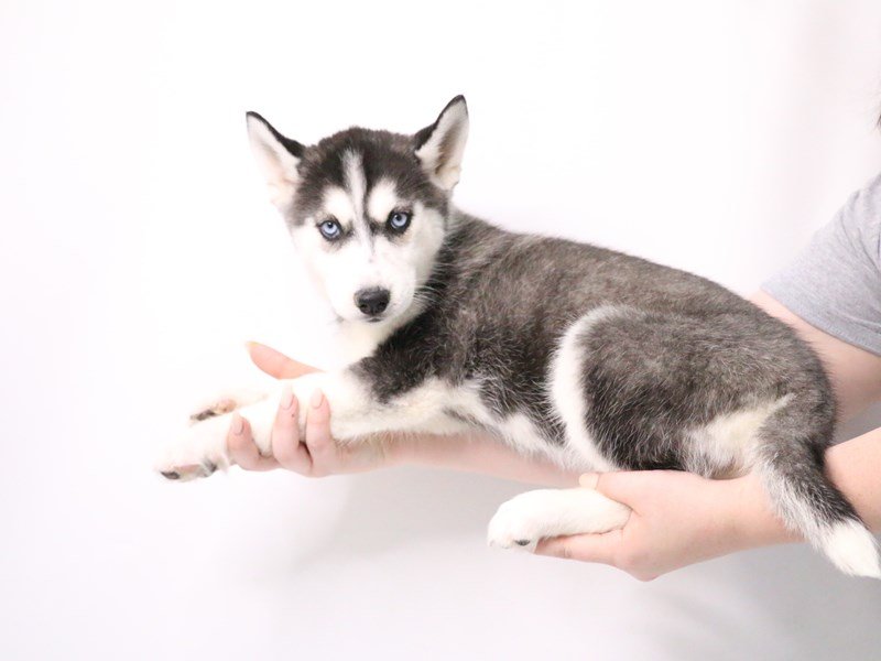 Siberian Husky-DOG-Female-Black / White-3191297-My Next Puppy