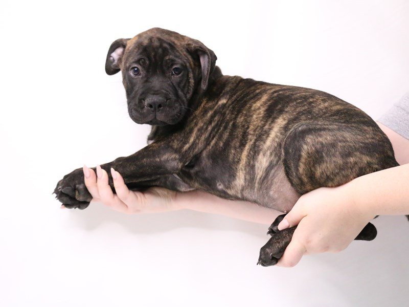 Bullmastiff-DOG-Female-Brindle-3223339-My Next Puppy